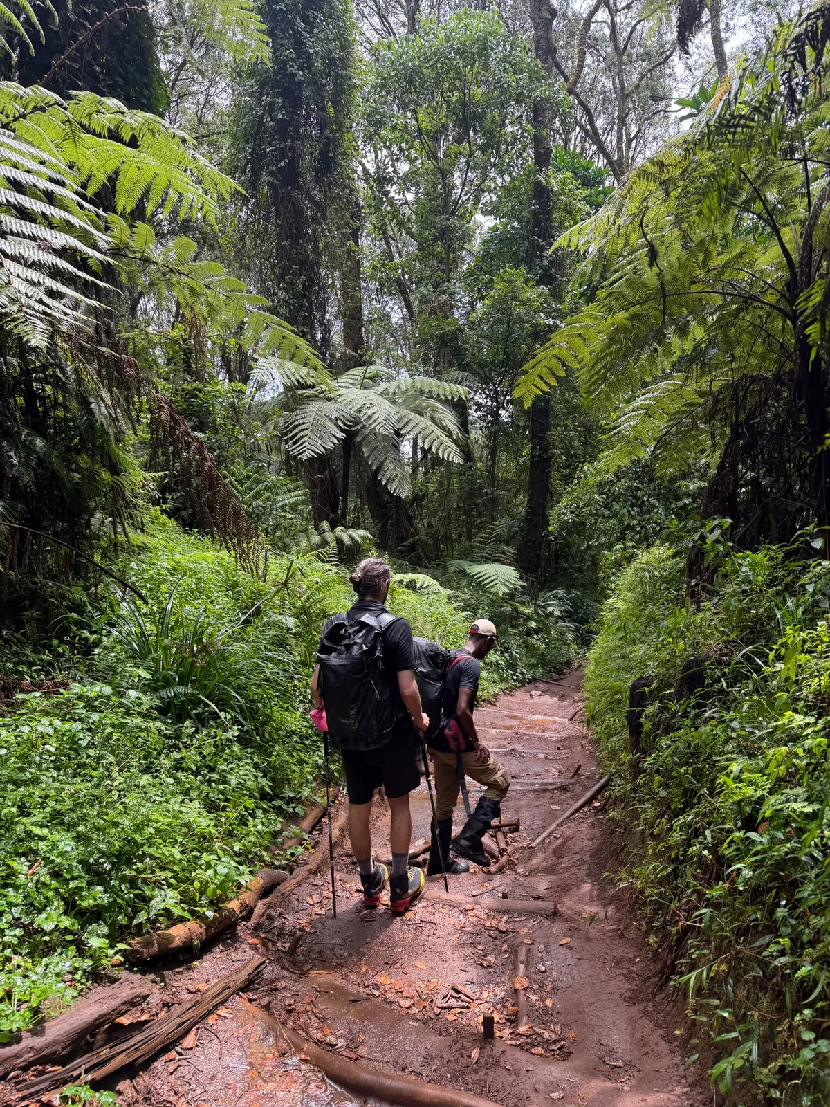 Climbers hiking together through the rainforest on the Lemosho route